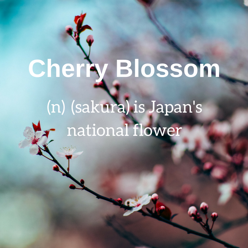 CHERRY BLOSSOM